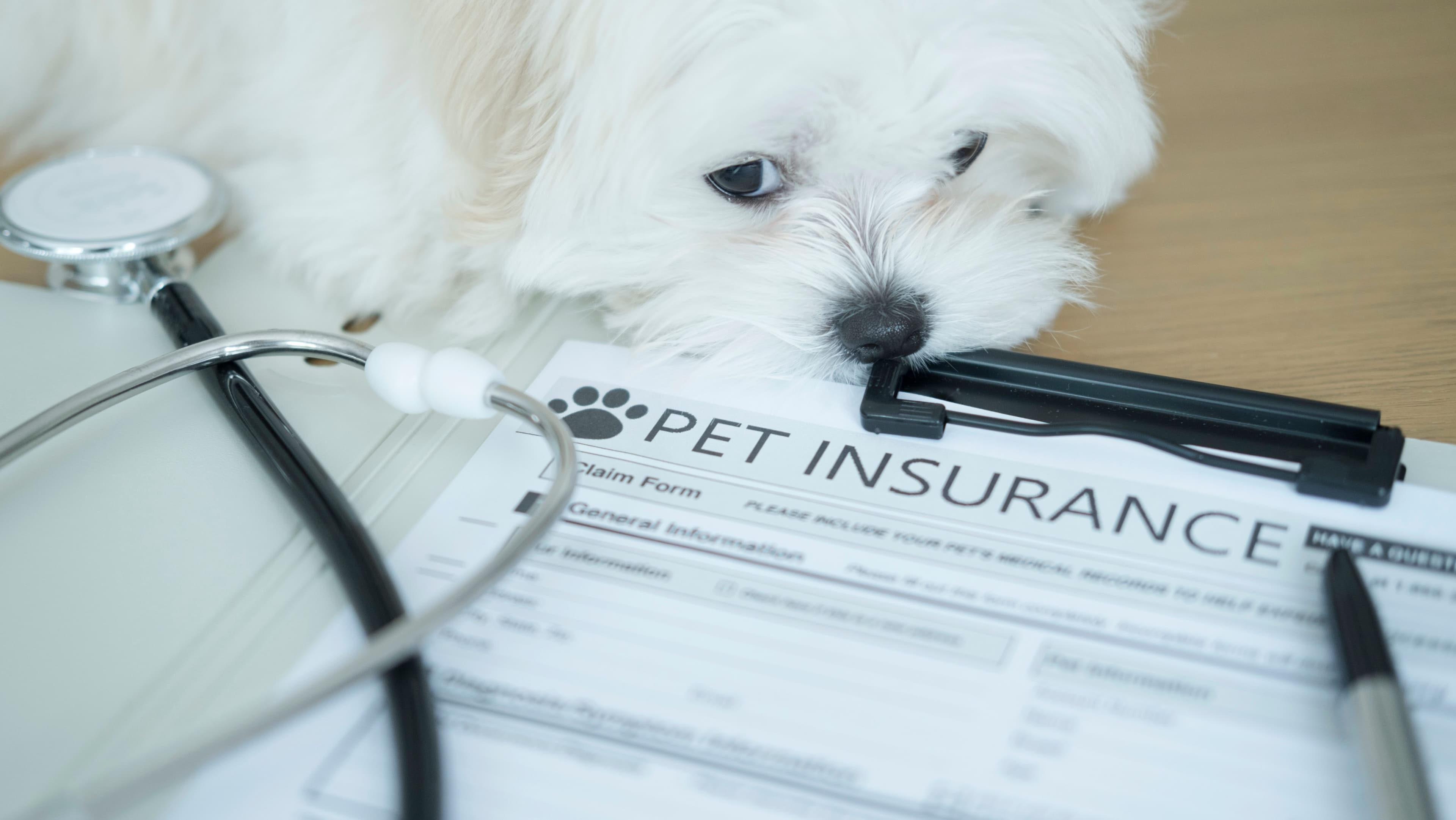 2026 Affordable Pet Insurance Options for Seniors and Low-Income Families
